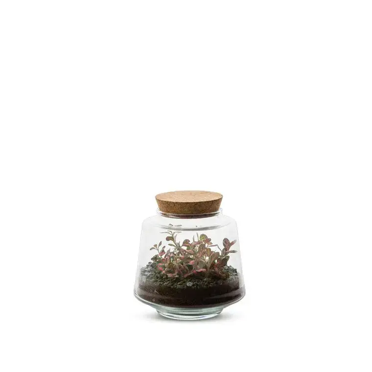 Promotion Terrarium Bulle de Nature Izumi en verre transparent Naturalys taille M – Ø 13 x 13 cm