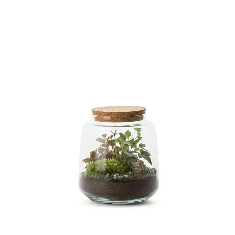 Meilleur Prix Terrarium Bulle de Nature Izumi en verre transparent Naturalys taille L - Ø 15 x 17 cm