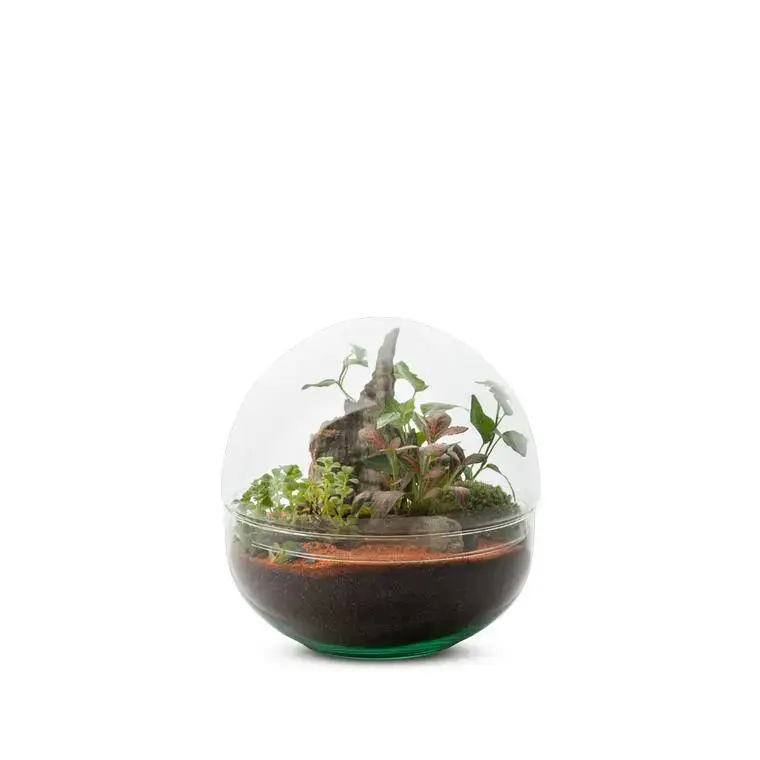 Meilleure Vente Terrarium Bulle de Nature Mini Monde en verre transparent Naturalys taille M – Ø 20 x 20 cm