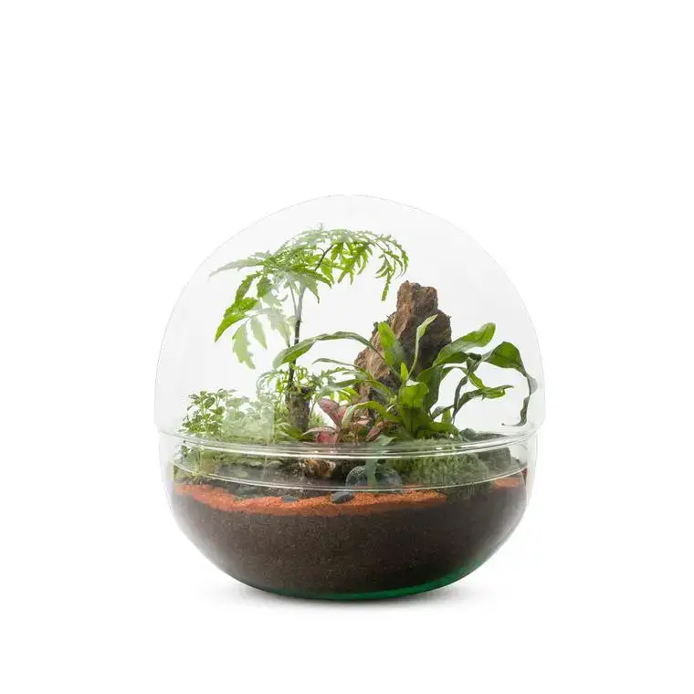 Terrarium Bulle de Nature Mini Monde en verre transparent Naturalys taille L - Ø 27 x 27 cm Must-Have