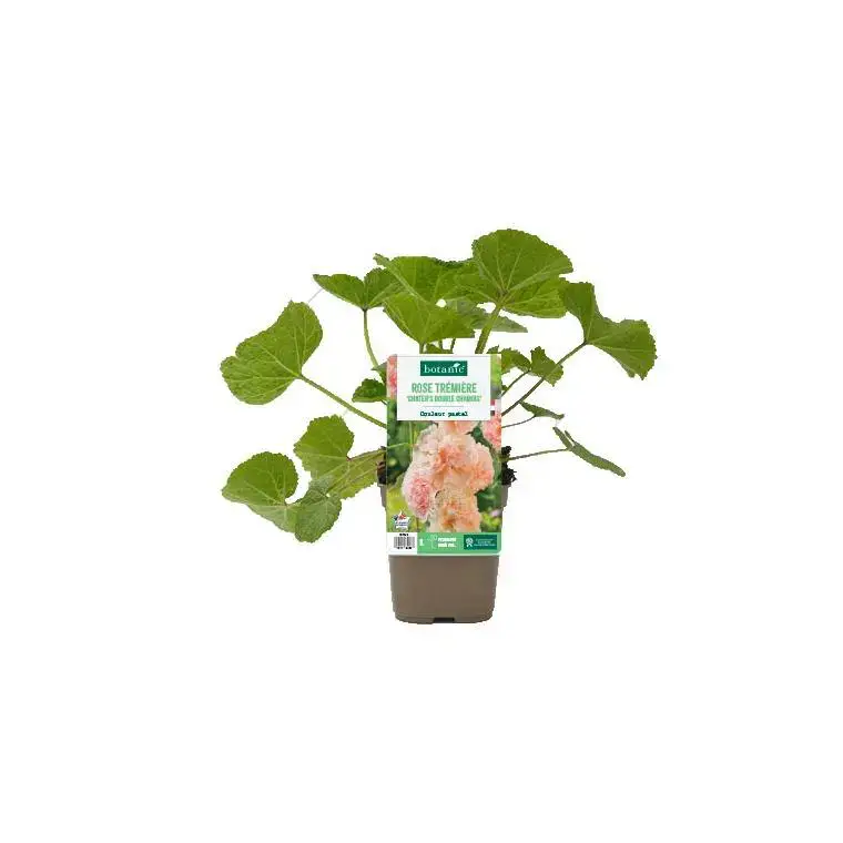 Remise Rose trémière ‘Chater’s double Chamois’ - Le pot de 1 litre