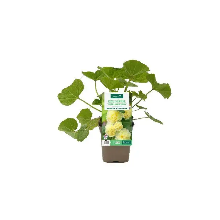 Authentique Rose trémière ‘Chater’s double Yellow’ – Le pot de 1 litre