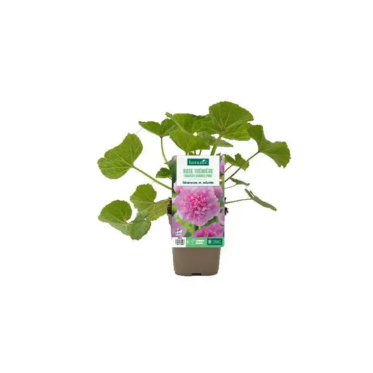 Pas Cher Rose trémière ‘Chater’s double Pink’ - Le pot de 1 litre