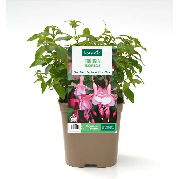 Fuchsia ‘Beacon Rosa’ - Le pot de 2 litres Dernière Chance