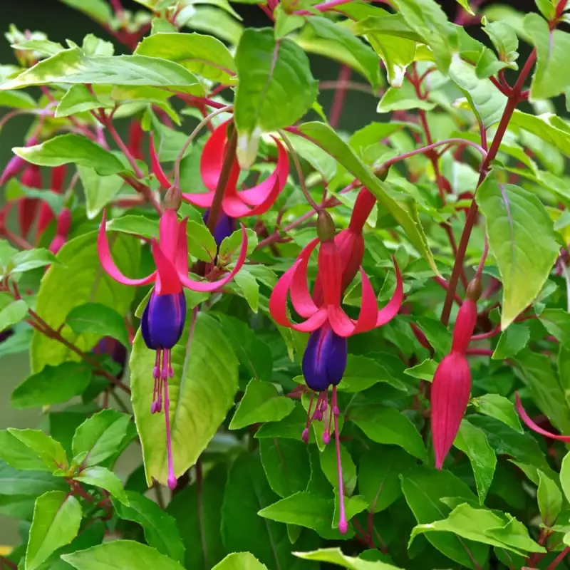 Authentique Fuchsia ‘Genii’ – Le pot de 2 litres
