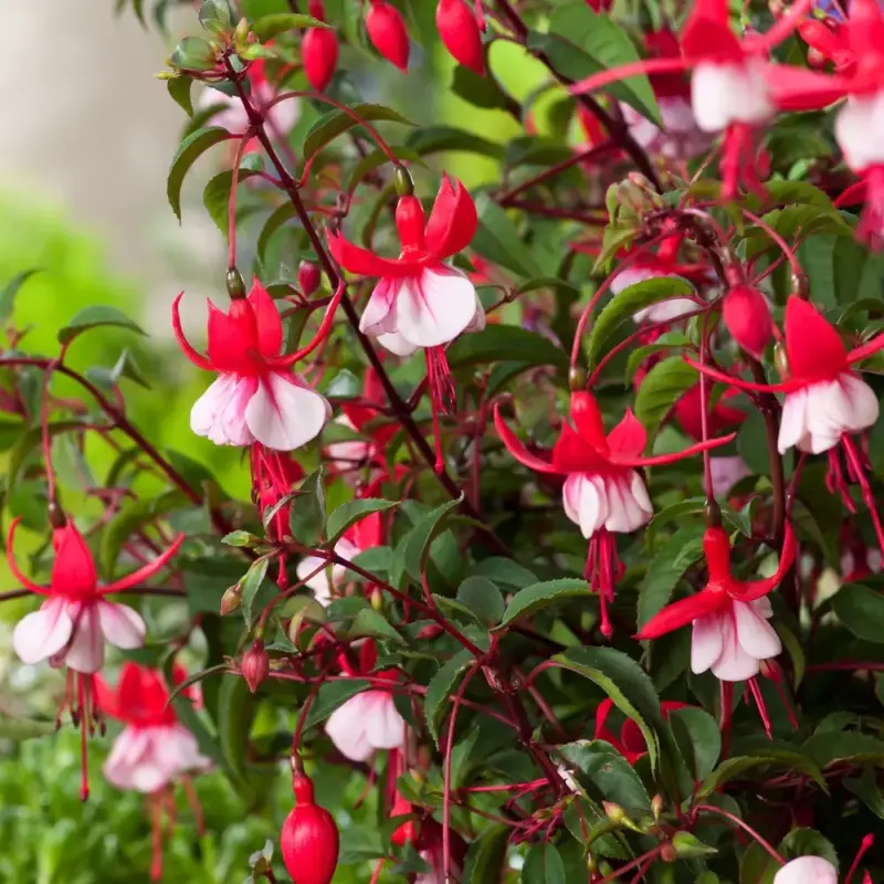 Fuchsia ‘Madame Cornelissen’ - Le pot de 2 litres Produit De Marque