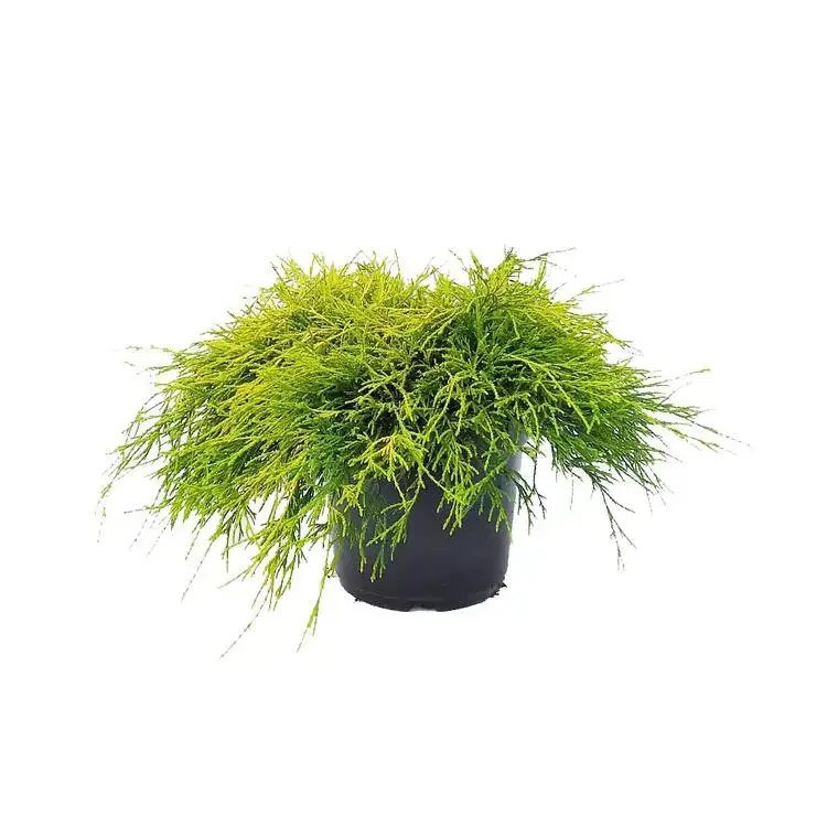 Chamaecyparis Pisifera Sungold (Cyprès Sawara) en pot de 5 L jaune Commander Vite