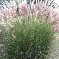 Top Vente Miscanthus Sin.Adagio – Le pot de 3 litres