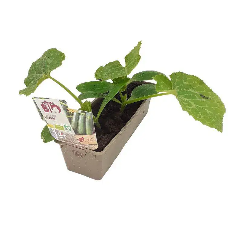 Trio de plants potagers de courgettes Bio - La motte de 7 x 7 cm Meilleure Vente