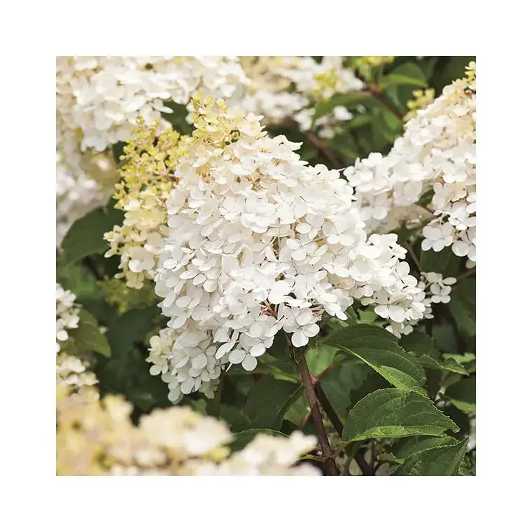 Top Vente Hortensia paniculé Phantom blanc. Le pot de 7 litres