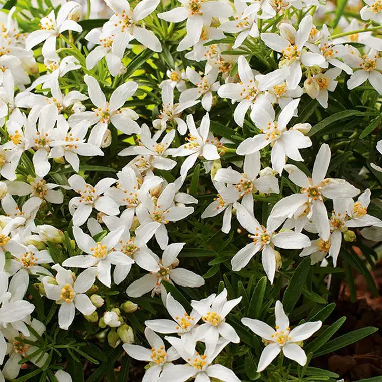 Jasmin étoilé. Le pot de 5 litres Offre Du Jour