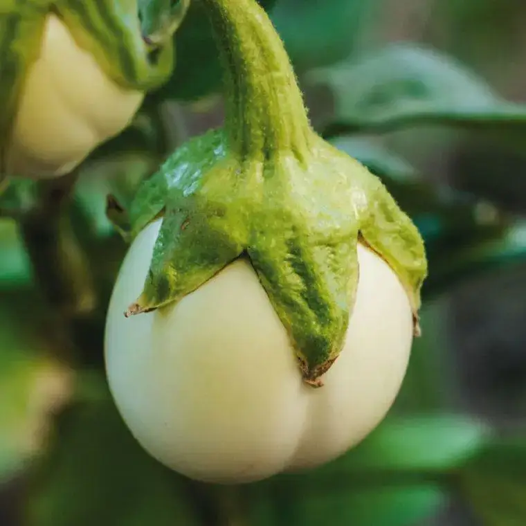 Seulement Aujourd'hui Aubergine Blanche Ronde À Œuf Bio. Le pot de 9x9 cm
