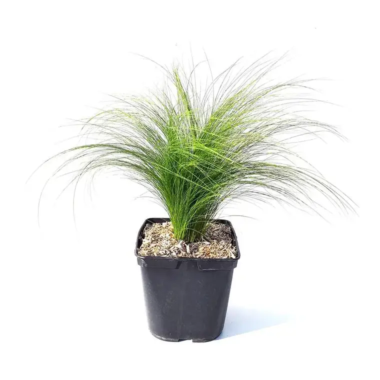 Stipa cheveux d'anges - Le pot de 3 litres Acheter Direct