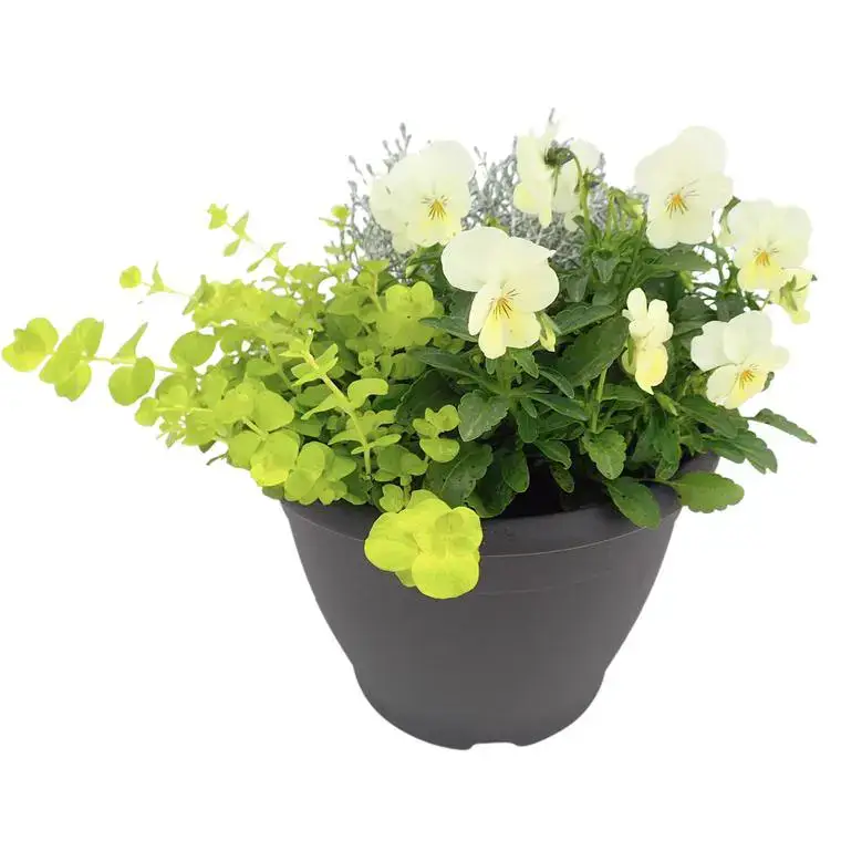 Soldes Plantes vivaces variées – Le pot de 3 litres