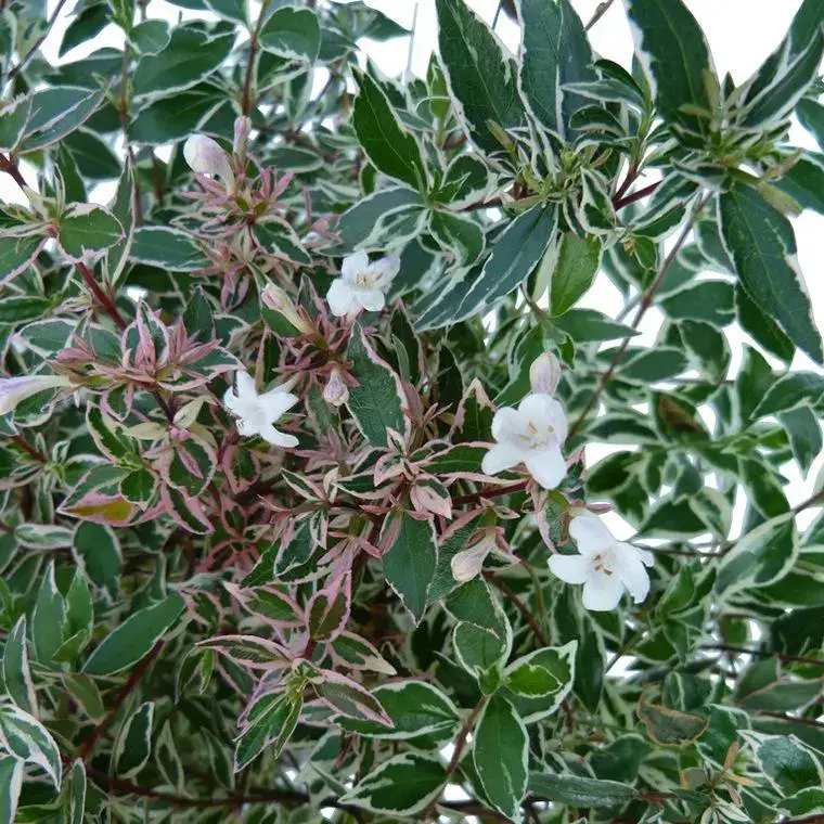 Livraison Express Abélia Grandiflora Conti blanc. Le pot de 5 litres