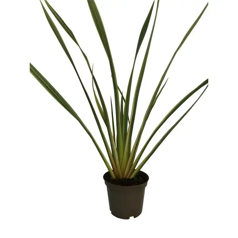 Quantité Limitée Phormium Tenax Variegatum (Lin de Nouvelle Zélande panaché) en pot de 5 L jaune