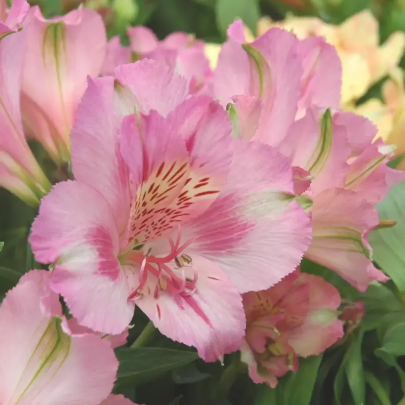 Alstroemeria. Le pot de 2 litres Super Prix