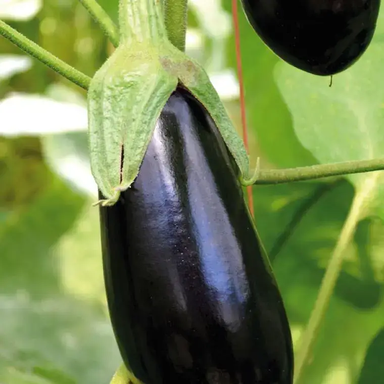 Aubergine Longue Baluroi F1 Bio. La barquette de 3 plants Marque