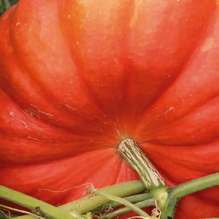 Super Prix Courge Rouge Vif D&rsquo; Etampes Bio. La barquette de 3 plants