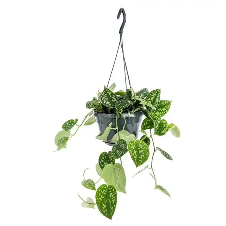 Vente Directe Pothos Pictum suspension Ø15xH25 cm