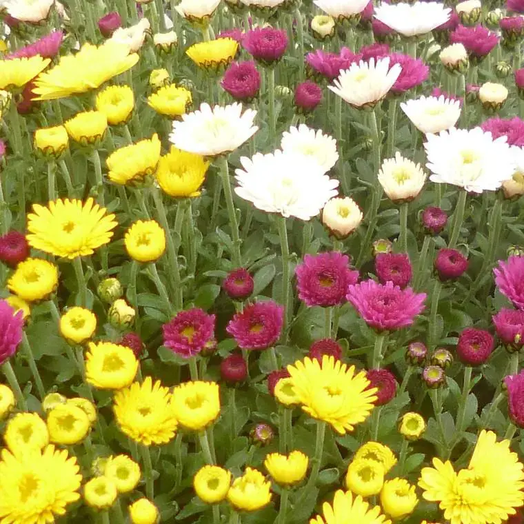 Soldes Chrysanthème multifleurs - La jardinière