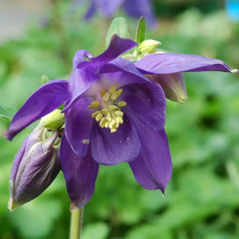 Ancolie. Le pot de 10,5 cm Acheter En Ligne