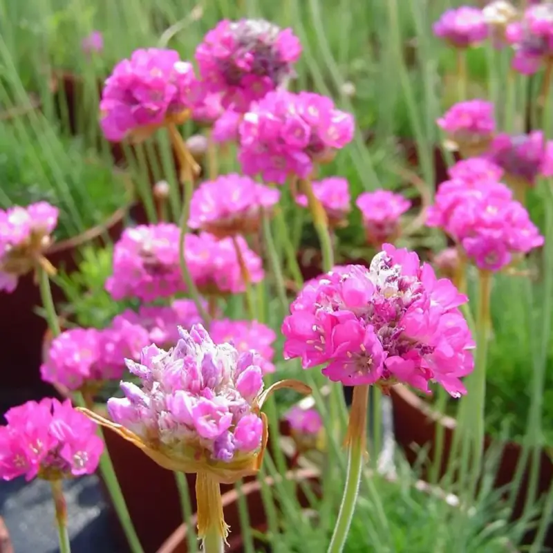 Armeria Maritima. Le pot de 3,5 litres Super Prix