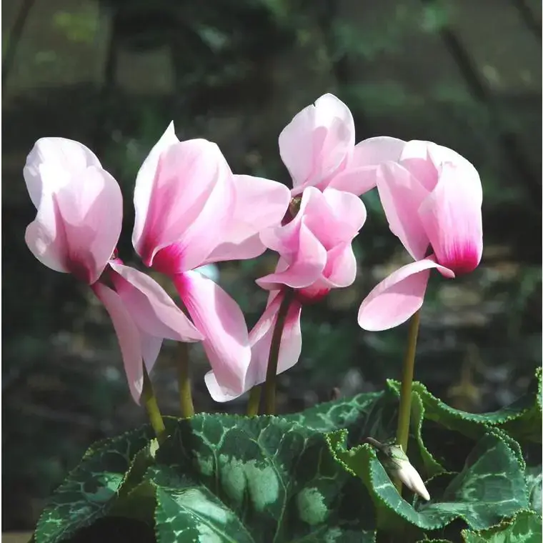 Mini Cyclamen - Le pot de 1 litre Offre Exclusive