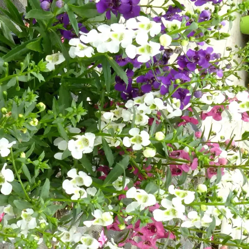 Angelonia. Le pot de 4,5 litres Pas Cher