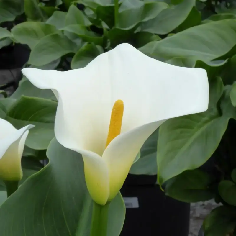 Arum D&rsquo;Ethiopie. Le pot de 4 litres Nouvel Arrivage