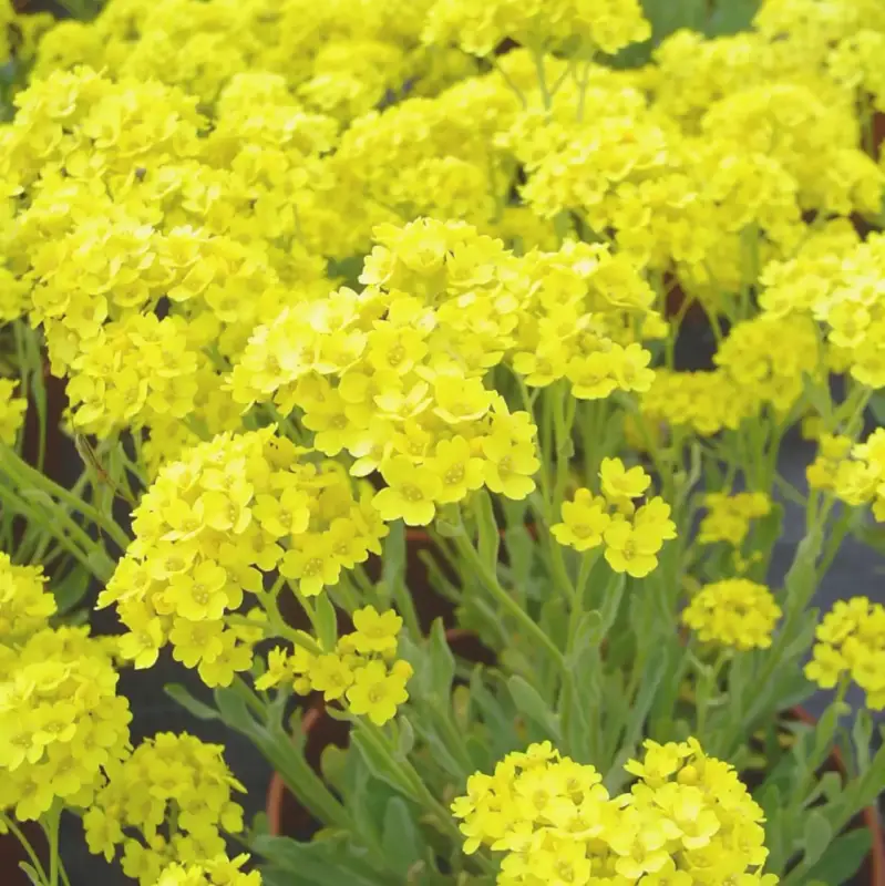 Alysse Saxatile. Le pot de 1 litre Seulement Aujourd&rsquo;hui