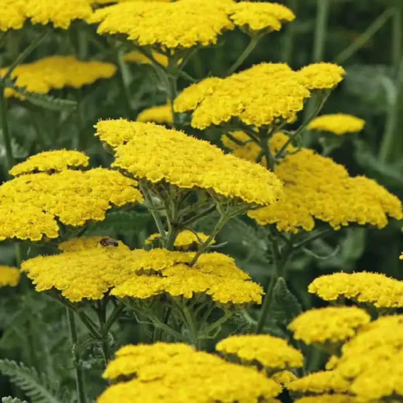 Achillea Millefolium. Le pot de 17 cm Prix Promo