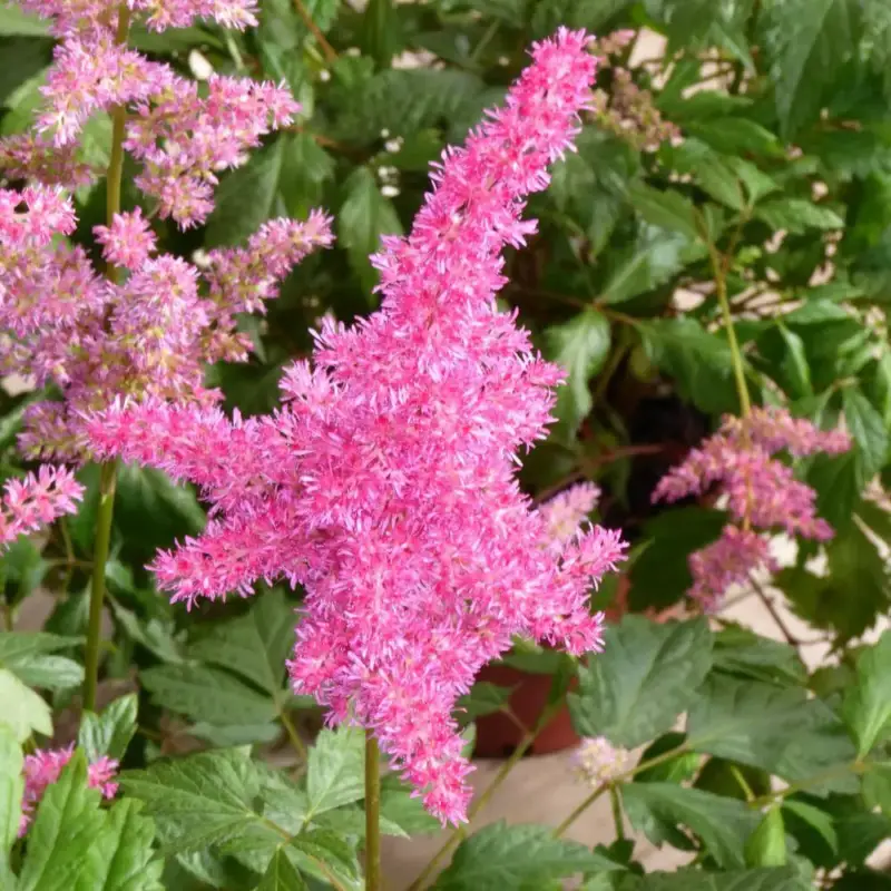 Acheter Direct Astilbe. Le pot de 2 litres