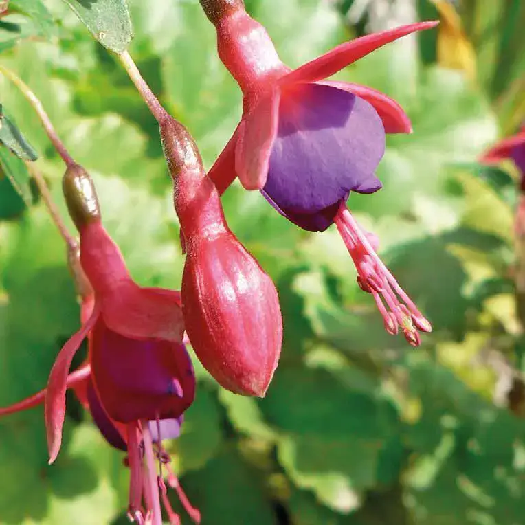 Fuchsia Bernisser - Le pot de 9 x 9 cm Expédition Rapide