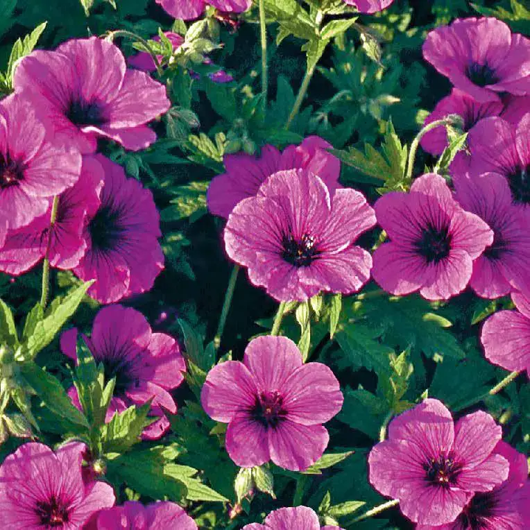 Geranium Cinereum - Le pot de 9 x 9 cm Seulement Aujourd'hui