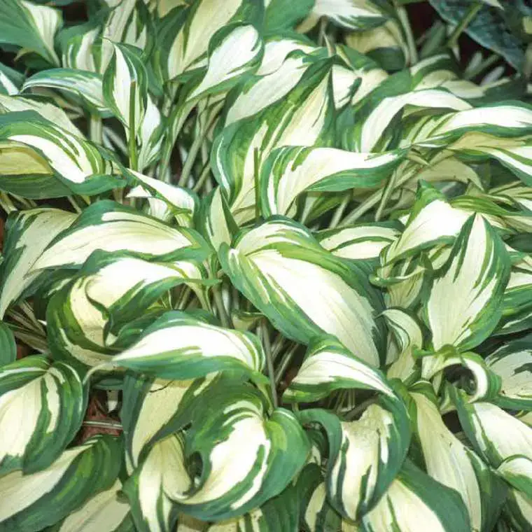 Top Vente Hosta Undulata – Le pot de 9 x 9 cm