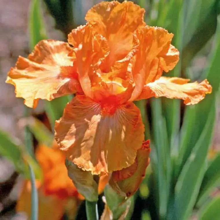 Acheter Direct Iris Real Delight - Le pot de 9 x 9 cm
