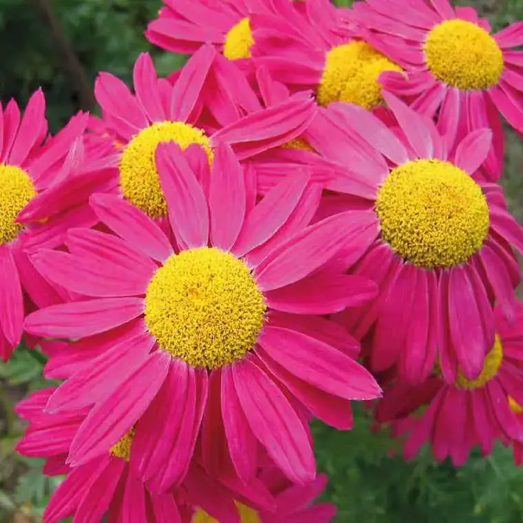 Pyrethrum Coccineum - Le pot de 9 x 9 cm Quantité Limitée