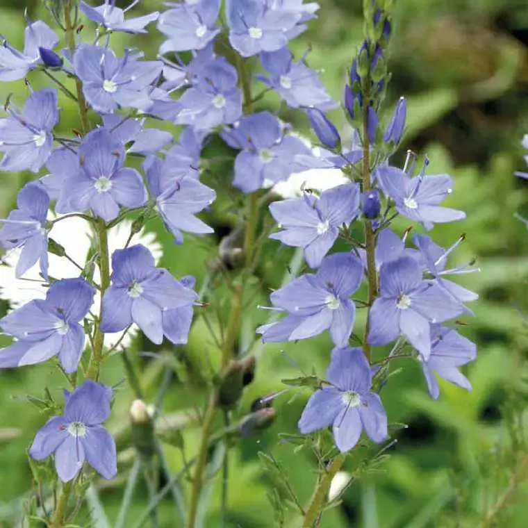Acheter En Ligne Veronica Prostrata – Le pot de 9 x 9 cm
