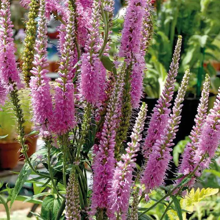 Véronique Spicata – Le pot de 9 x 9 cm Top Vente
