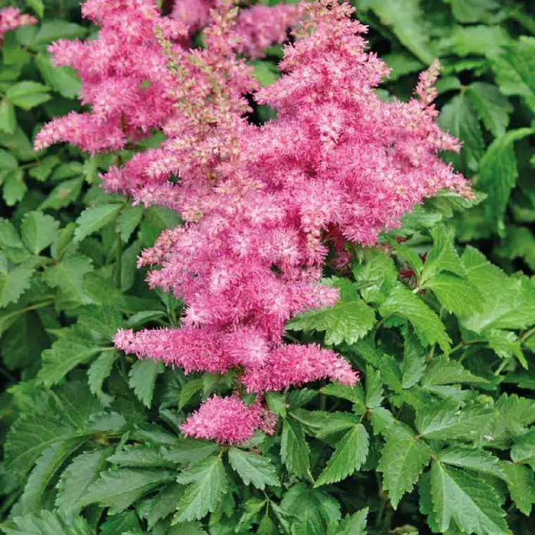 Usine Directe Astilbe Anita Pfeifer - Le pot de 9 x 9 cm