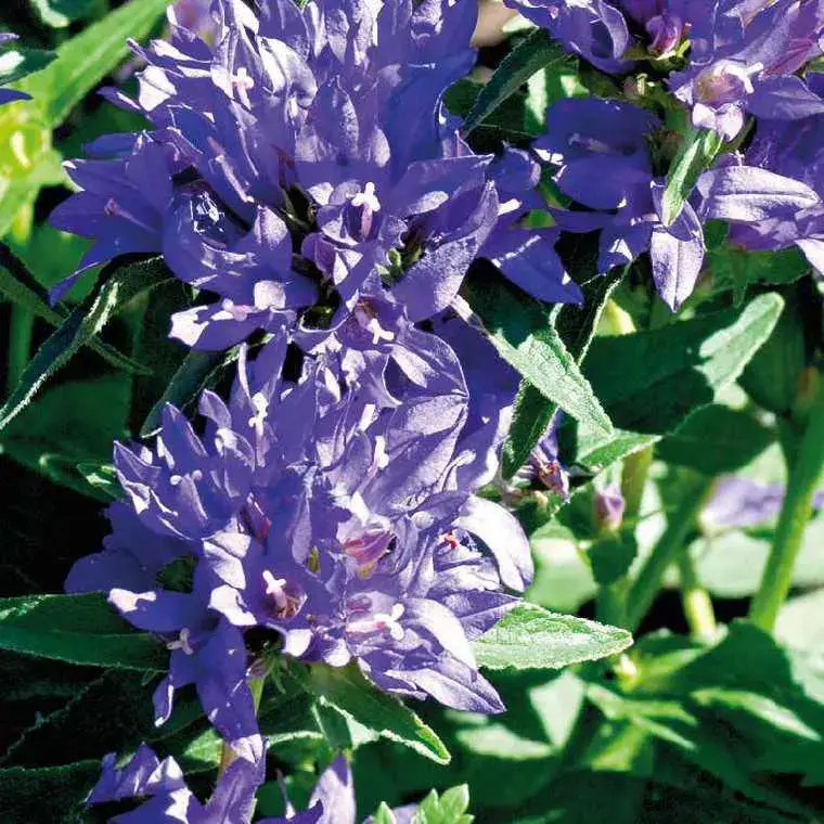 Campanula Glomerata - Le pot de 9 x 9 cm Meilleur Prix