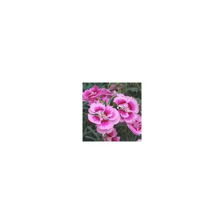 Soldes Oeillet Nain - Le pot de 10.5 cm