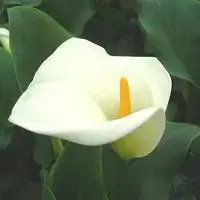 Prix Promo Arum blanc à grandes fleurs - Avec cache pot