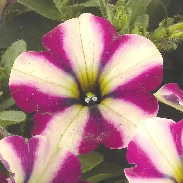 Offre Limitée Pétunia pépi néon - Le pot de 1 litre