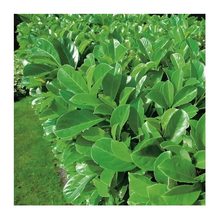 Promotion Saisonnière Laurier cerise - pot 5 L