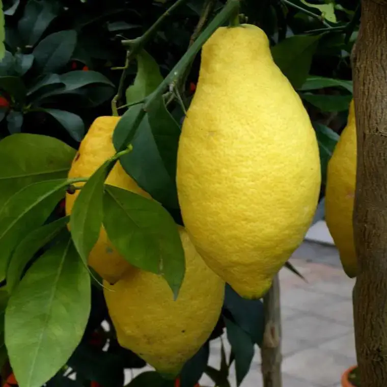 Populaire Citronnier. Le pot de 18 litres