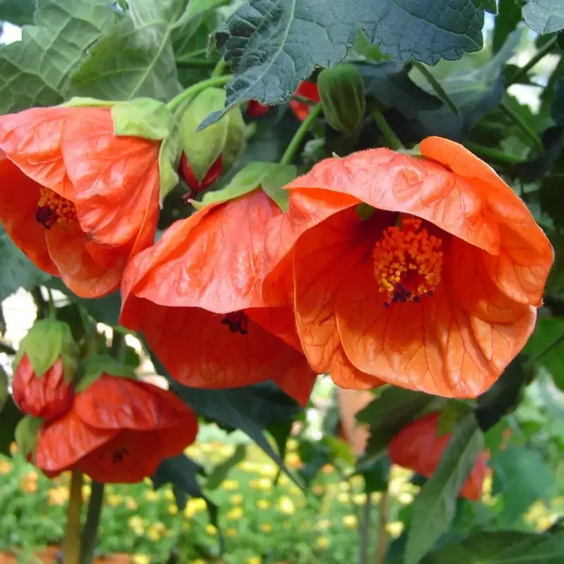 Abutilon Thompsonii (Orange). Le pot de4 litres Réduction