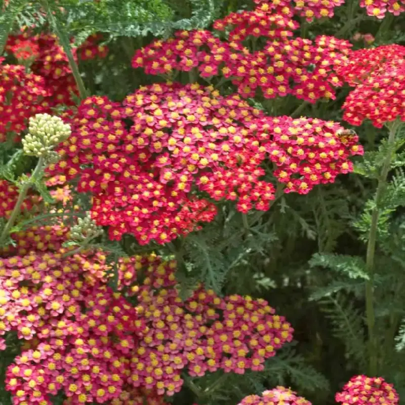 Achillea Millefolium Milly Rocky Red (Rouge). Le pot de4 litres Prix Cassé