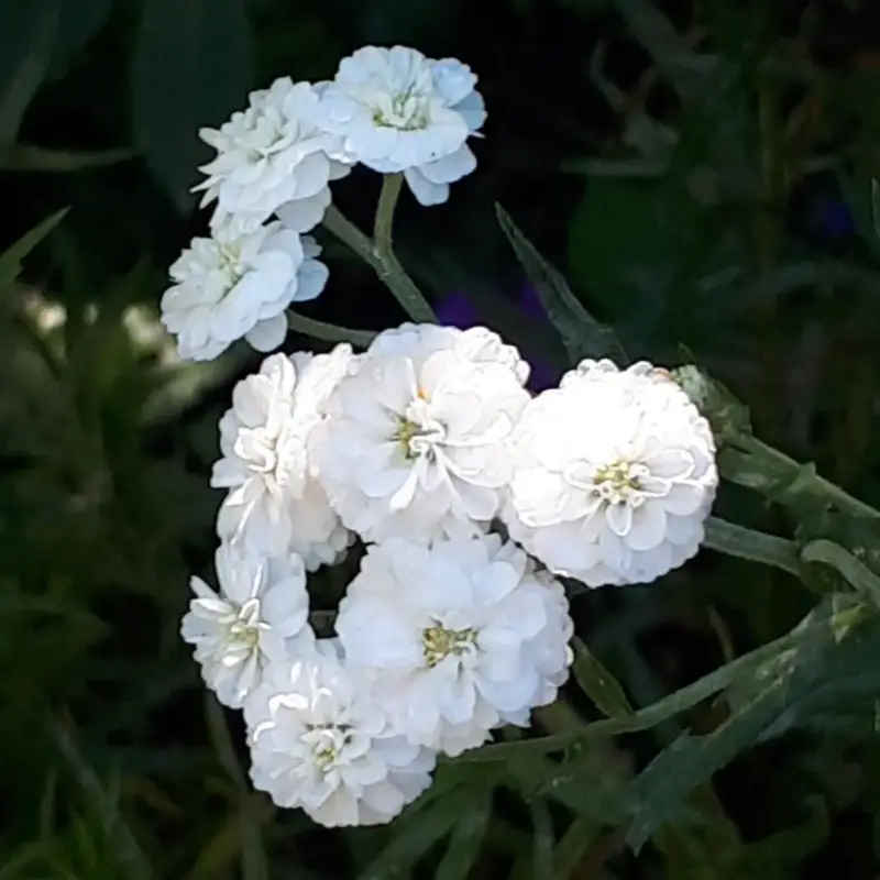 Usine Directe Achillea Ptarmica Peter Cottontail (Blanc). Le pot de 2 litres